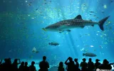 Antalya Aquarium Entrance Ticket and Transfer — 4/11