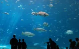 Antalya Aquarium Entrance Ticket and Transfer — 5/11