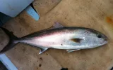 Fishing tour by boat from Kemer marina — 5/9