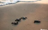 Dalyan Tour: Schildkrötenstrand & Schlammbäder erleben — 3/11
