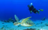 Alanya'da Tüplü Dalış: En İyi Turlar ve Dalış Noktaları — 3/11