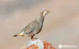 Demirkazık’a 2 günlük kuş gözlem turu — 2/9