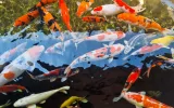 Entdecken Sie die Antalya Schmetterlingswelt Tour — 4/12