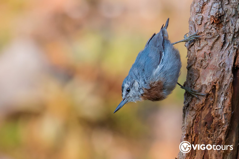 Vogelbeobachtung in Side Türkei – Geführte Touren