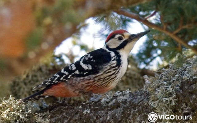Vogelbeobachtung in der Türkei: Die besten Orte und Arten