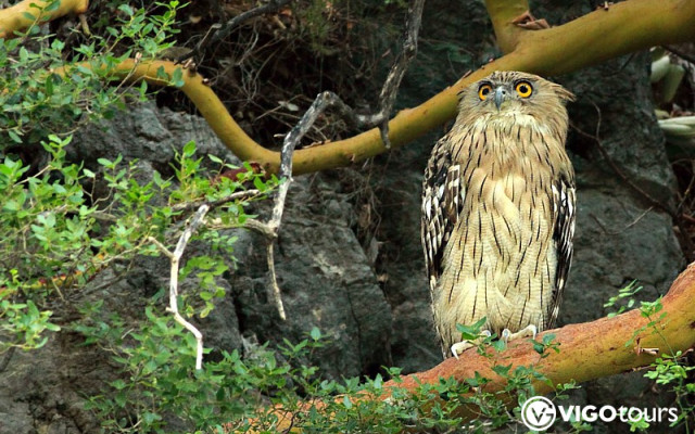 Fischuhu Beobachtungstour in der Nähe von Manavgat