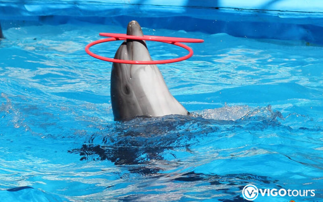 Дельфинарий Кушадасы: шоу дельфинов и плавание с ними