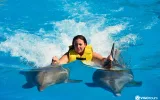 Experience Dolphin Swimming and Shows in Side Turkey — 2/13