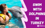 Experience Dolphin Swimming and Shows in Side Turkey — 5/13
