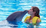 Experience Dolphin Swimming and Shows in Side Turkey — 6/13