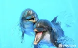 Experience Dolphin Swimming and Shows in Side Turkey — 8/13