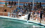 Experience Dolphin Swimming and Shows in Side Turkey — 9/13