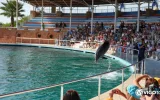 Experience Dolphin Swimming and Shows in Side Turkey — 11/13