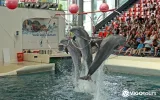 Experience Dolphin Swimming and Shows in Side Turkey — 12/13