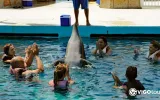 Experience Dolphin Swimming and Shows in Side Turkey — 13/13