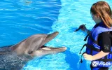 Swim with Dolphins in Kemer – Best Experience Deal — 6/13
