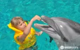 Swim with Dolphins in Kemer – Best Experience Deal — 8/13