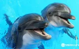 Swim with Dolphins in Kemer – Best Experience Deal — 7/13