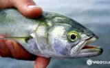 Istanbul Bosphorus Fishing Tour – Daily Fishing Trips — 3/11
