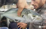 Istanbul Bosphorus Fishing Tour – Daily Fishing Trips — 4/11