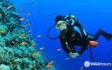 Scuba Diving in Didim - Explore the Underwater World — 4/11
