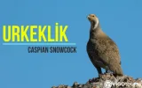 Demirkazık’a 2 günlük kuş gözlem turu — 9/9