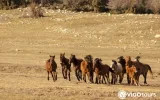 Toros Dağları yaylalarında At Safari Turu — 3/9