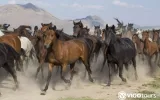 Toros Dağları yaylalarında At Safari Turu — 4/9