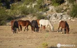 Toros Dağları yaylalarında At Safari Turu — 6/9