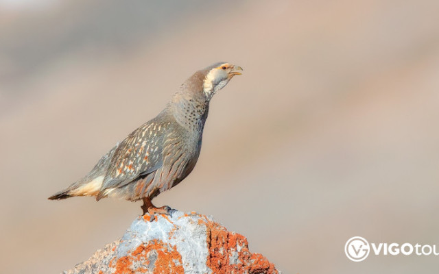 2-tägige Vogelbeobachtungstour nach Demirkazik