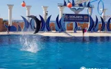 Alanya'da Yunuslarla Yüzme ve Eğlence Dolu Gösteri Programı — 8/13