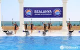 Alanya'da Yunuslarla Yüzme ve Eğlence Dolu Gösteri Programı — 11/13