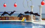 Alanya'da Yunuslarla Yüzme ve Eğlence Dolu Gösteri Programı — 12/13