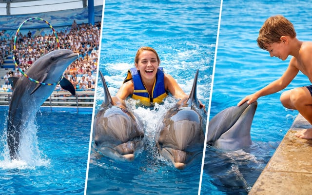 Experience Dolphin Swimming and Shows in Side Turkey