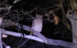Night observation of Brown Fish owls near Manavgat — 2/9