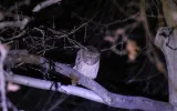Night observation of Brown Fish owls near Manavgat — 3/9