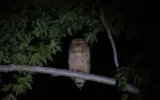 Night observation of Brown Fish owls near Manavgat — 4/9