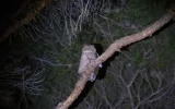 Night observation of Brown Fish owls near Manavgat — 5/9