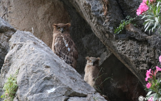 Манавгат Оймапынар – утреннее наблюдение филина