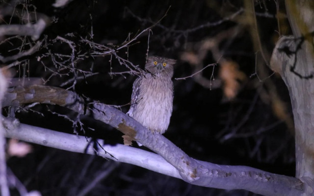 Ночная наблюдение бурого рыбного филина