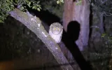 Night observation of Brown Fish owls near Manavgat — 7/9