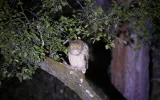 Night observation of Brown Fish owls near Manavgat — 8/9