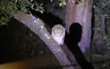 Night observation of Brown Fish owls near Manavgat — 9/9