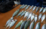 Istanbul Bosphorus Fishing Tour – Daily Fishing Trips — 10/11