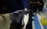 Istanbul Bosphorus Fishing Tour – Daily Fishing Trips — 11/11